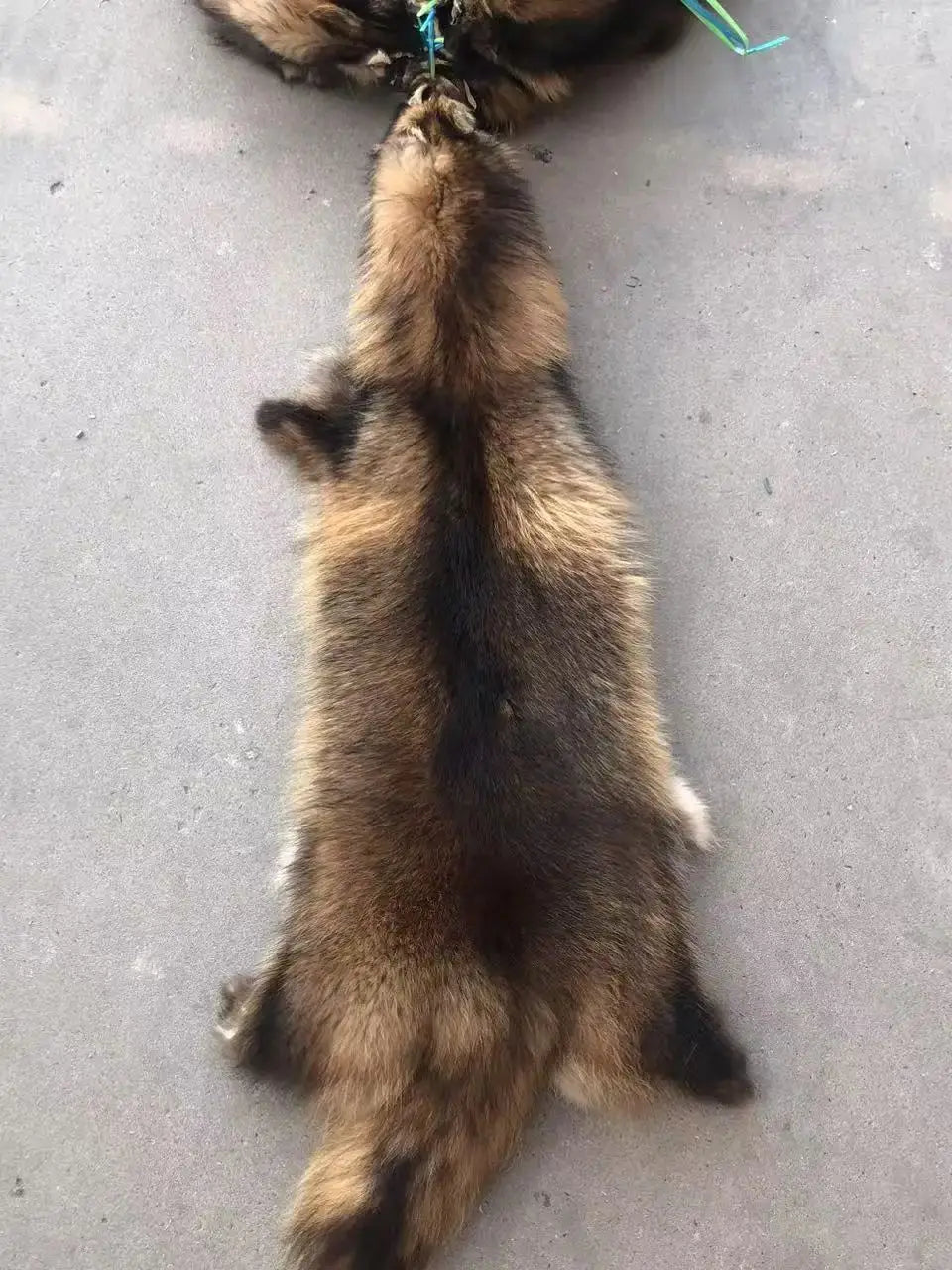 Animal fur pelts real Raccoon dog fur skins high quality Chinese raccoon skin fur