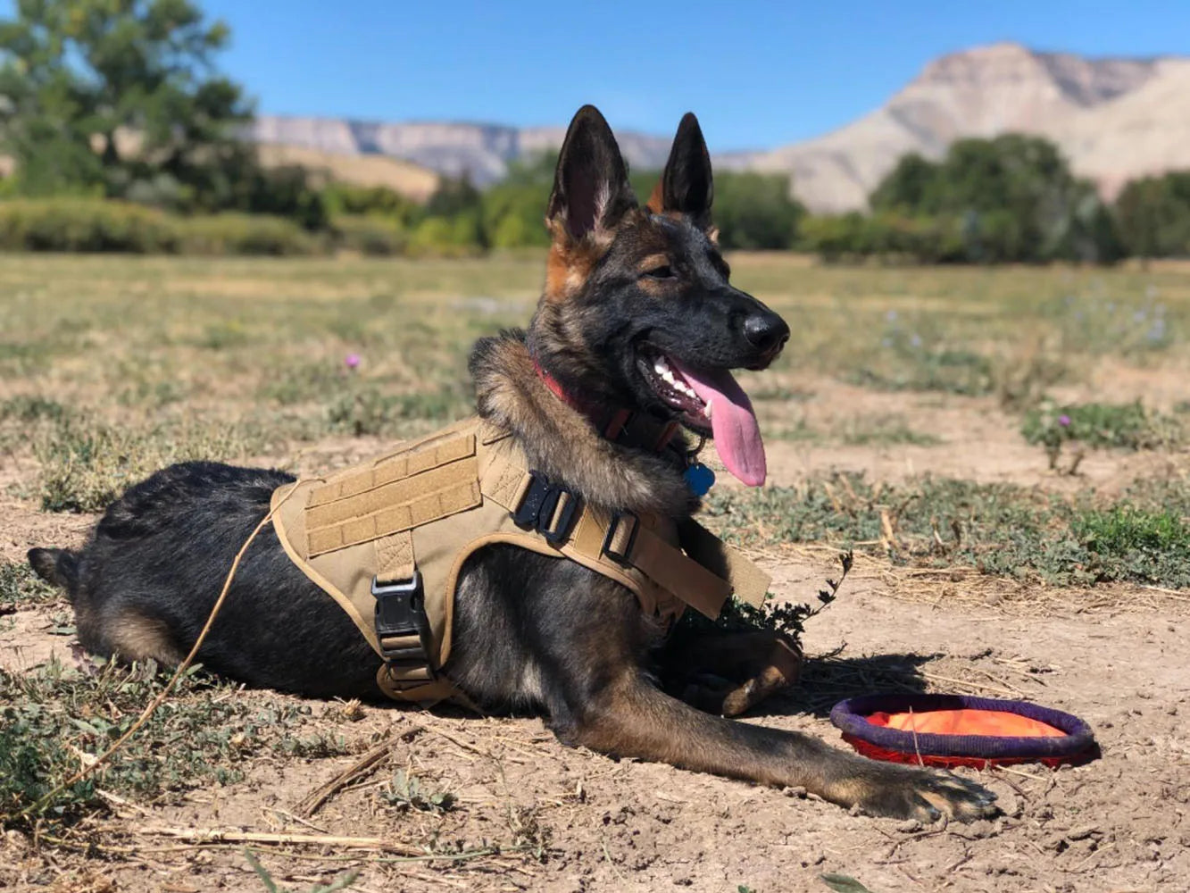 Dog Harness for Large Dogs Leash Collar Molle Pouch Military Harnesses French Bulldog Pet Tactical Training Vest Dog Accessories