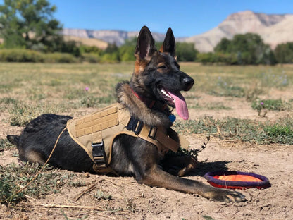 Dog Harness for Large Dogs Leash Collar Molle Pouch Military Harnesses French Bulldog Pet Tactical Training Vest Dog Accessories
