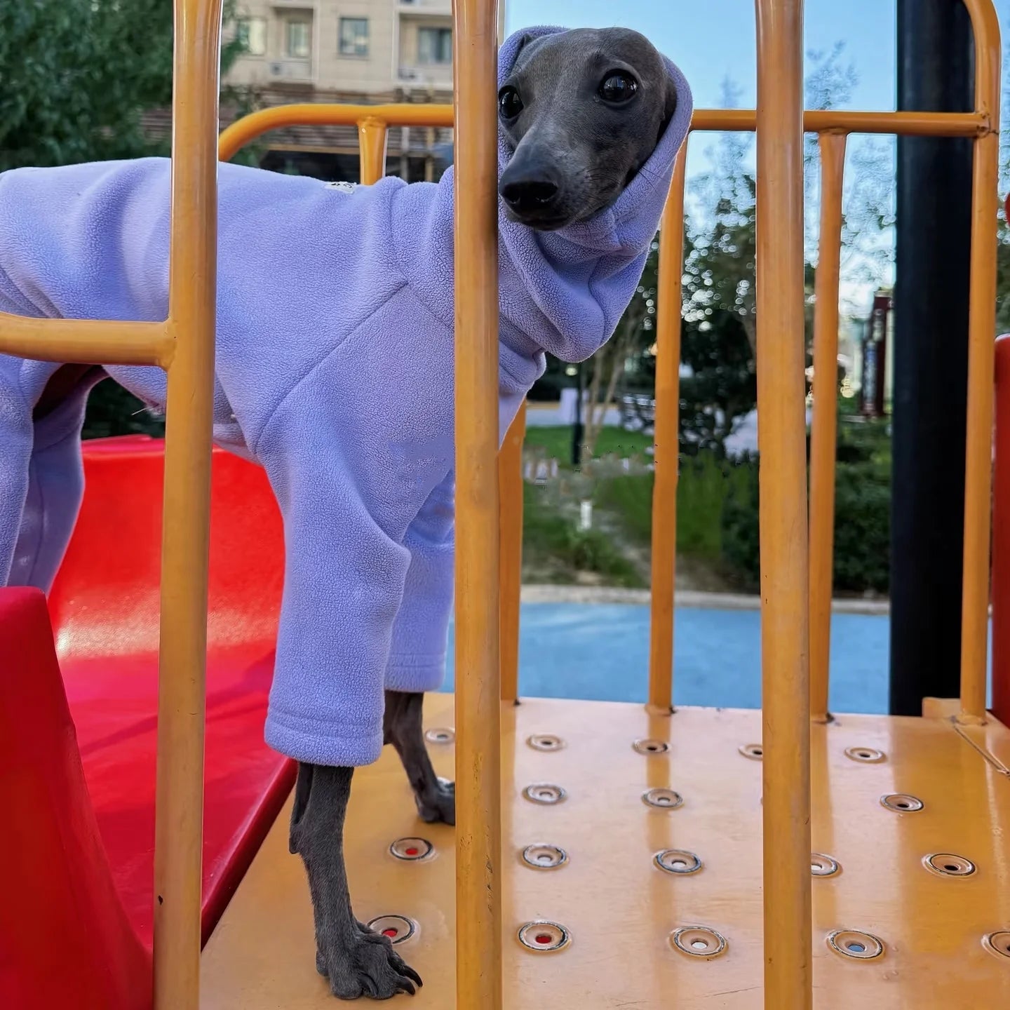 Winter Clothes for Dogs Warm 4-legged Purple Fleece Sweatshirt for Italian Greyhound Whippet Thick Solid Color Coat in Spring