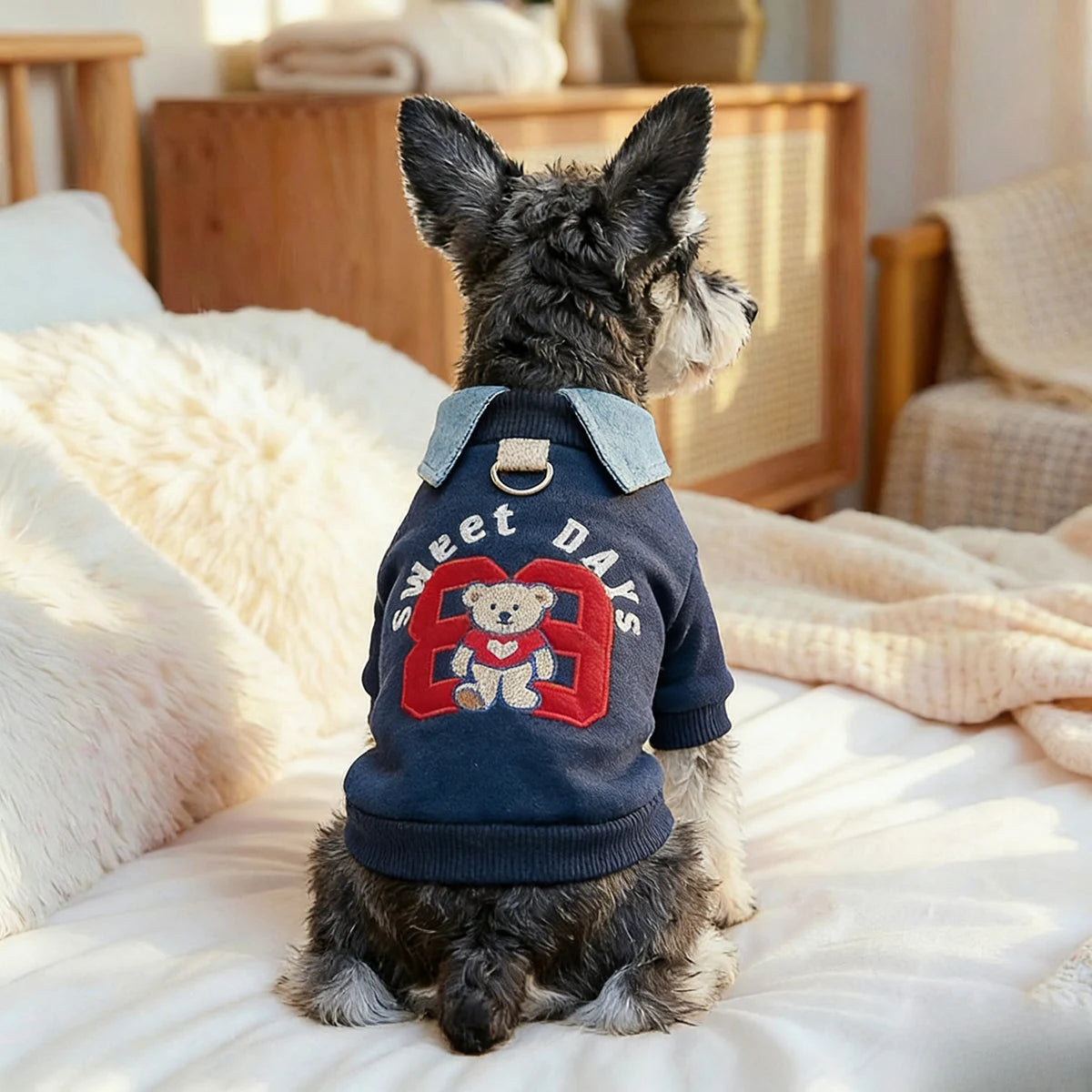 Preppy Bear Pet Sweatshirt, Navy with Denim Collar, Embroidery, D-Ring Included, Pullover Two-Legged Outfit for Small Dogs &Cats