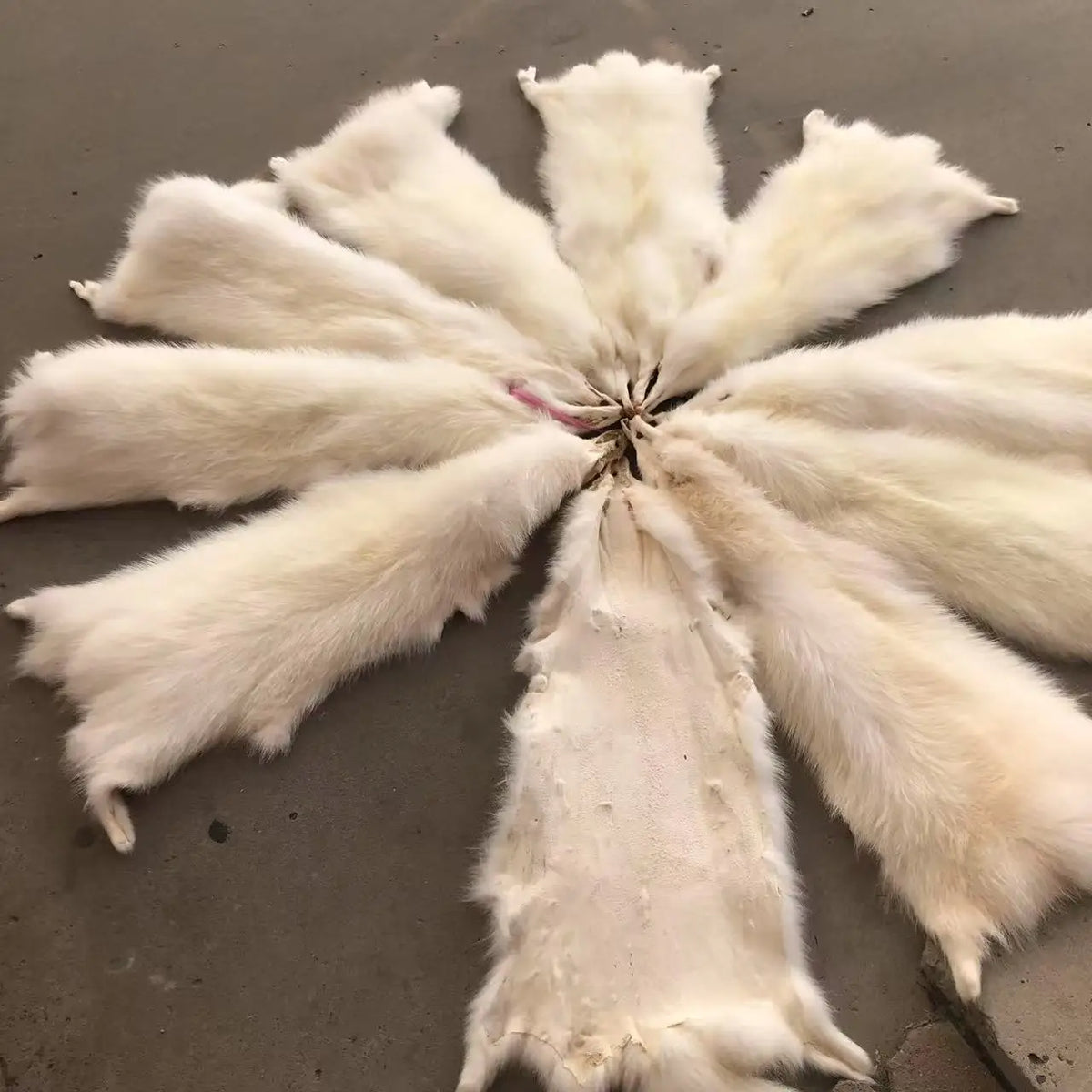 Animal fur pelts real Raccoon dog fur skins high quality Chinese raccoon skin fur