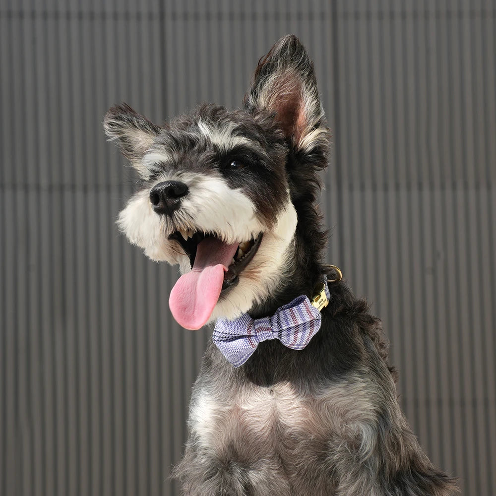 Personalized Dog ID Collar Cute Bowtie Pet Collars Necklace Free Engraving Puppy Cat Buckle Collar For Small Medium Dogs Cats