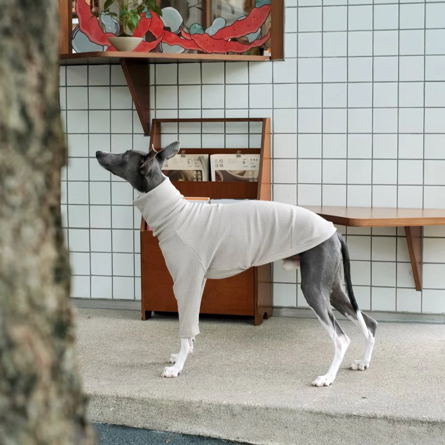 Spring Clothing for Italy Greyhound  Autumn Soft High-Neck Cotton Grey T-shirt for Whippet Winter Long Sleeved Pajamas for Dogs