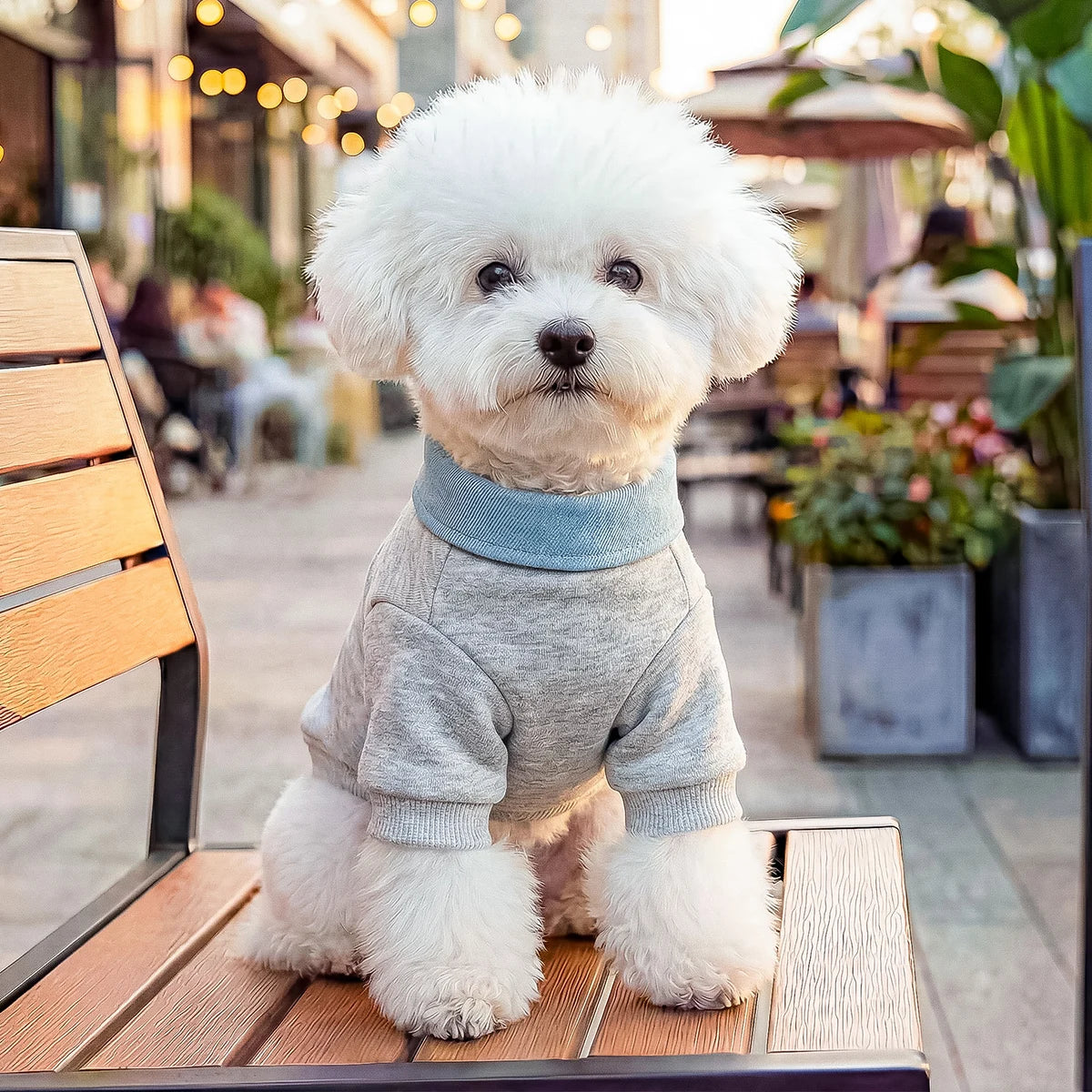 Preppy Bear Pet Sweatshirt, Gray with Denim Collar, Embroidery, D-Ring Included, Pullover Two-Legged Outfit for Small Dogs &Cats