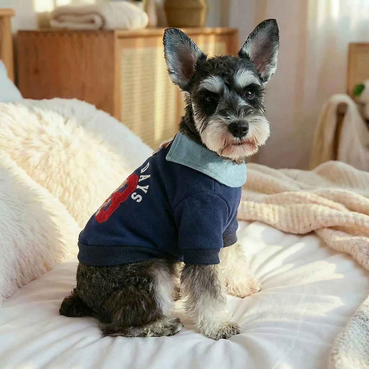 Preppy Bear Pet Sweatshirt, Navy with Denim Collar, Embroidery, D-Ring Included, Pullover Two-Legged Outfit for Small Dogs &Cats
