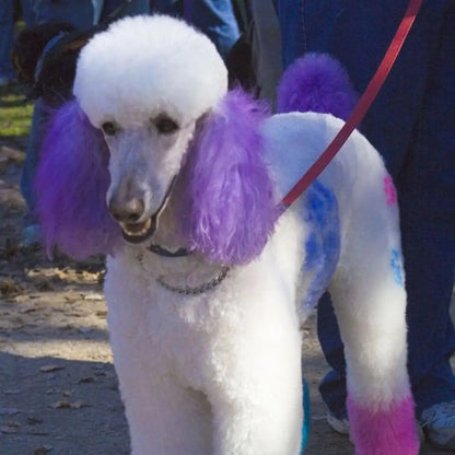 80g Pet Dog Animals Hair Bright Coloring Dyestuffs Hair Bright Safe Dyeing Pigment for Dogs Cats Safe Pet Accessories