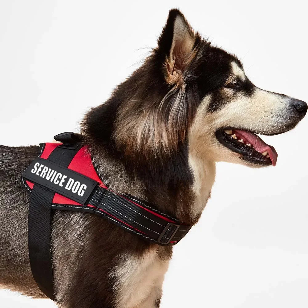 Bulldog Corgi Chihuahua Chest Harness For Service Dogs Custom Patches Soft Mesh Padded Dog Training Vest For Small And Large Dog