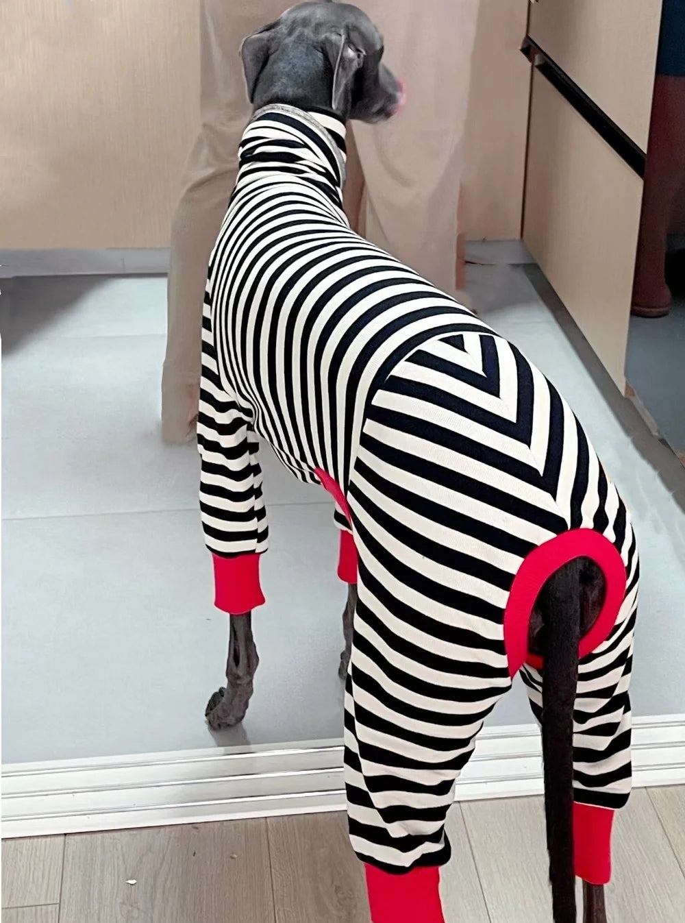 4-legged Cotton Coat for Dog Greyhounds Loungewear Spring Autumn Whippet Dog Black Striped Sweatshirt Bellington High-Neck Shirt
