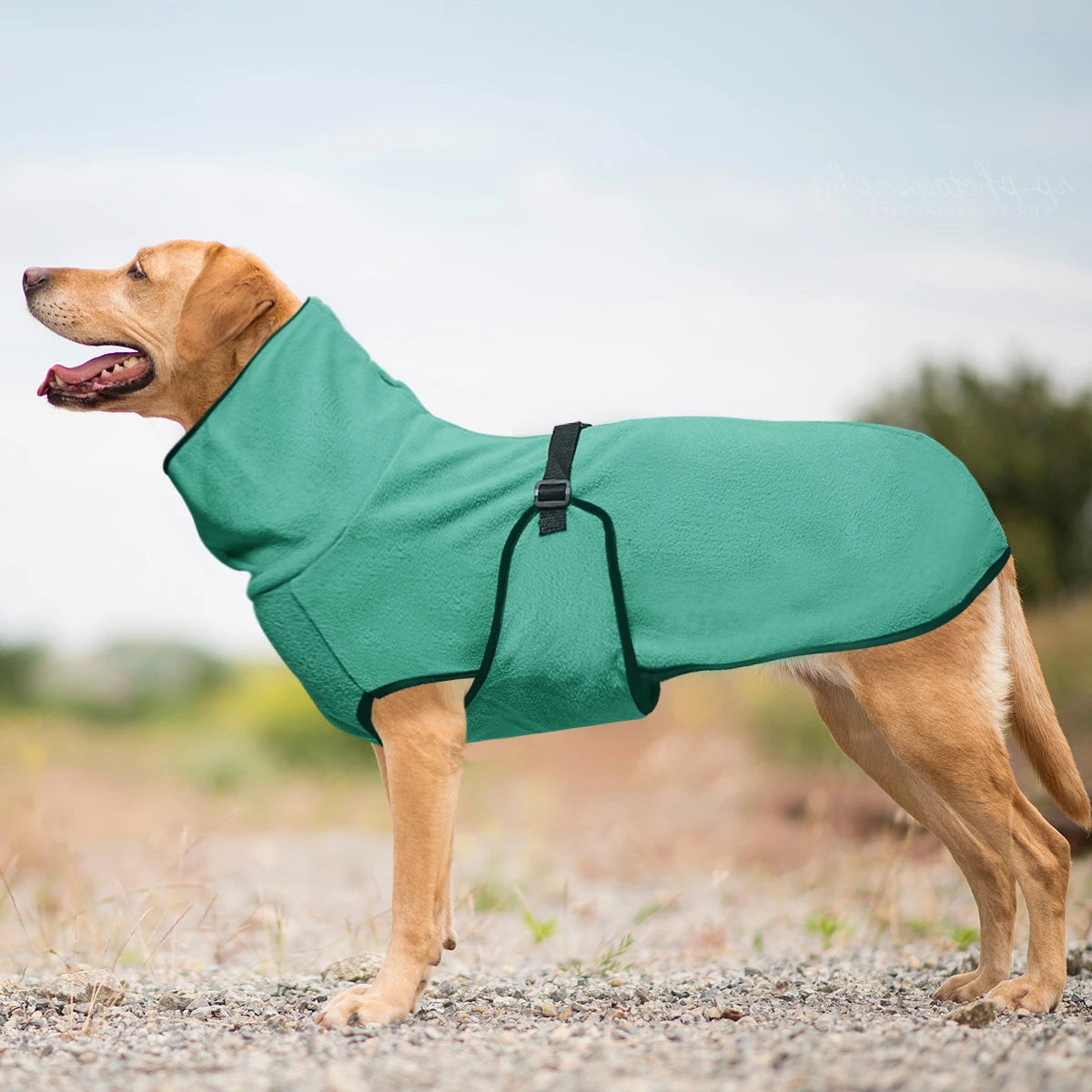 Generic Dog Winter Coat for Whippet, Greyhound Cosy Fleece Jumper, Jacket Lurcher and Clothe with Warm Lining, Adjustable Band M